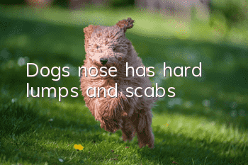 Dog’s nose has hard lumps and scabs