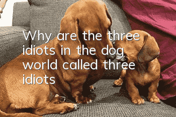 Why are the three idiots in the dog world called three idiots?