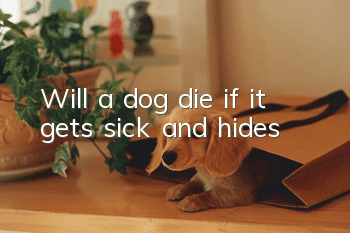 Will a dog die if it gets sick and hides?