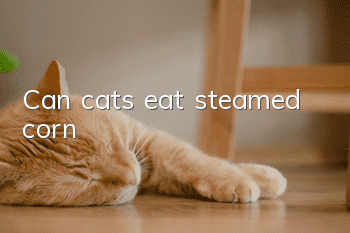 Can cats eat steamed corn?
