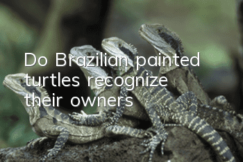 Do Brazilian painted turtles recognize their owners?