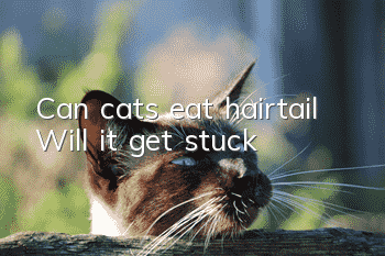 Can cats eat hairtail? Will it get stuck?