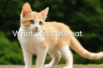 What can cats eat
