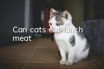 Can cats eat lunch meat?