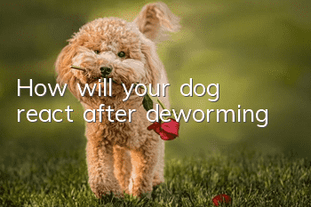 How will your dog react after deworming?