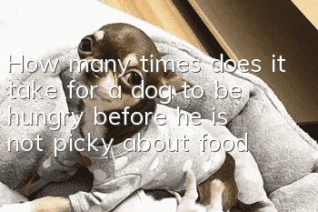 How many times does it take for a dog to be hungry before he is not picky about food?