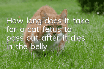 How long does it take for a cat fetus to pass out after it dies in the belly?