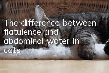 The difference between flatulence and abdominal water in cats
