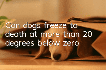 Can dogs freeze to death at more than 20 degrees below zero?