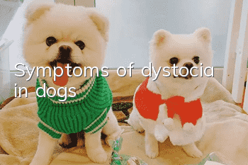 Symptoms of dystocia in dogs