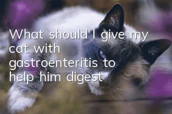 What should I give my cat with gastroenteritis to help him digest?