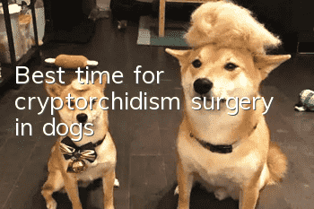 Best time for cryptorchidism surgery in dogs