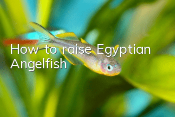 How to raise Egyptian Angelfish