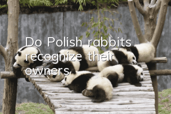 Do Polish rabbits recognize their owners?