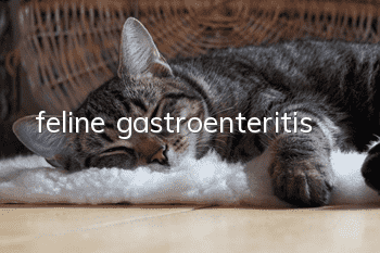 feline gastroenteritis