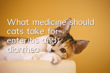 What medicine should cats take for enteritis and diarrhea?