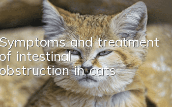 Symptoms and treatment of intestinal obstruction in cats