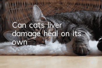 Can cats’ liver damage heal on its own?