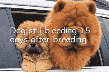 Dog still bleeding 15 days after breeding