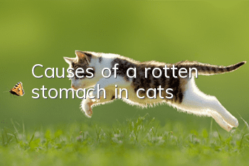 Causes of a rotten stomach in cats