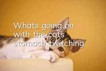 What's going on with the cat's stomach twitching?