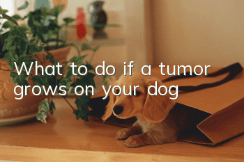 What to do if a tumor grows on your dog