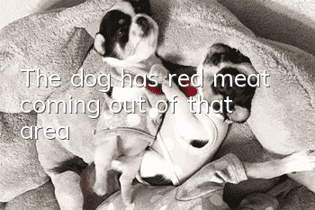 The dog has red meat coming out of that area