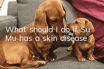 What should I do if Su Mu has a skin disease?