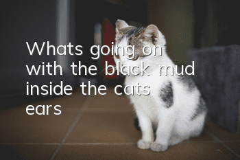 What's going on with the black mud inside the cat's ears?