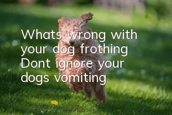What’s wrong with your dog frothing? Don’t ignore your dog’s vomiting!