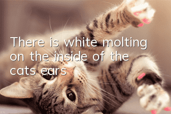 There is white molting on the inside of the cat’s ears