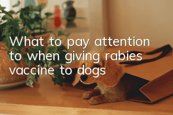 What to pay attention to when giving rabies vaccine to dogs