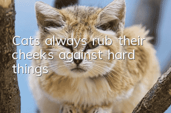Cats always rub their cheeks against hard things