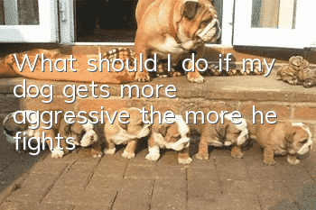 What should I do if my dog gets more aggressive the more he fights?
