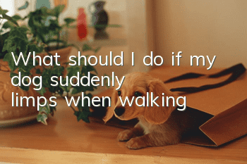 What should I do if my dog suddenly limps when walking?