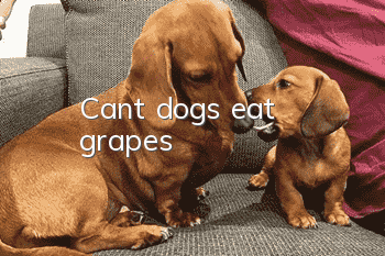 Can’t dogs eat grapes?
