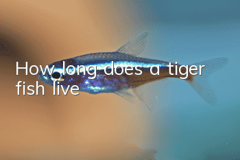 How long does a tiger fish live?