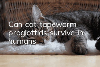 Can cat tapeworm proglottids survive in humans?