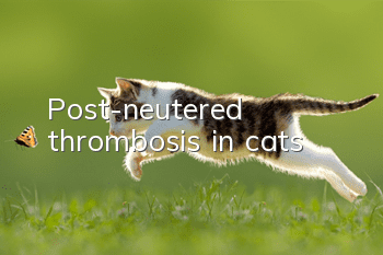 Post-neutered thrombosis in cats