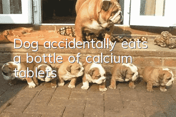 Dog accidentally eats a bottle of calcium tablets