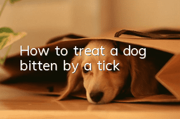 How to treat a dog bitten by a tick