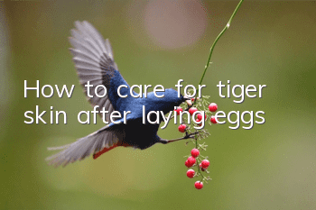 How to care for tiger skin after laying eggs