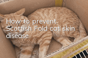 How to prevent Scottish Fold cat skin disease?
