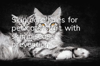 Skin care rules for pet cats start with skin disease prevention