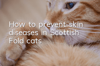 How to prevent skin diseases in Scottish Fold cats