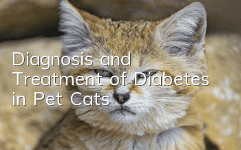 Diagnosis and Treatment of Diabetes in Pet Cats