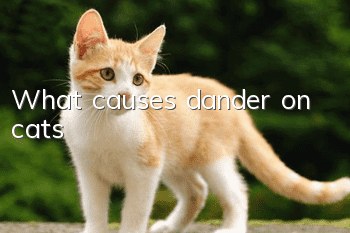 What causes dander on cats?