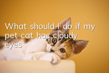 What should I do if my pet cat has cloudy eyes?
