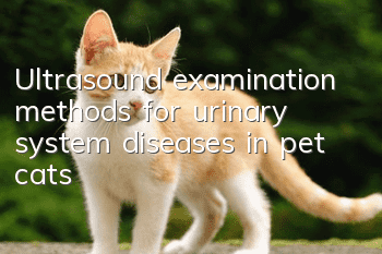 Ultrasound examination methods for urinary system diseases in pet cats