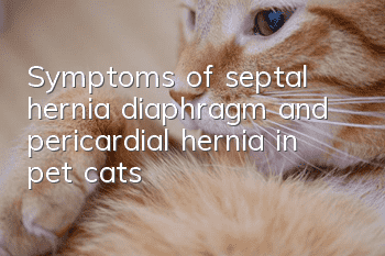Symptoms of septal hernia, diaphragm and pericardial hernia in pet cats